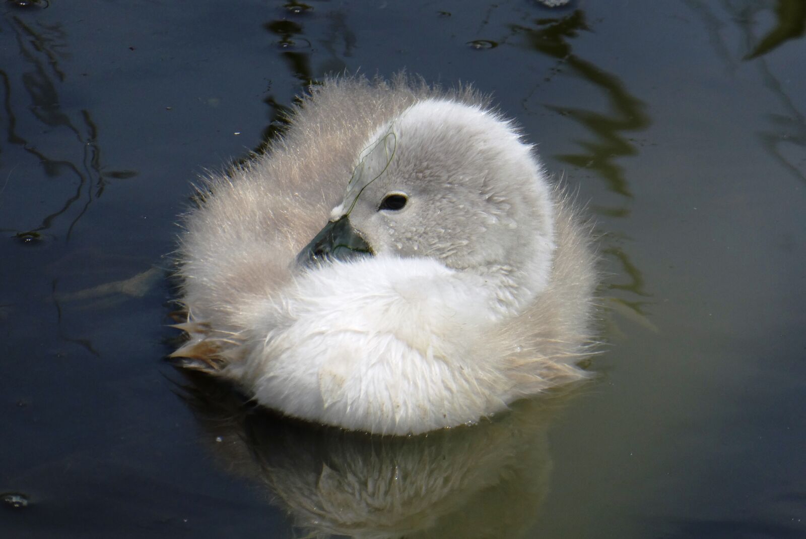 Panasonic Lumix DC-ZS70 (Lumix DC-TZ90) sample photo. Swan, chick, nature photography