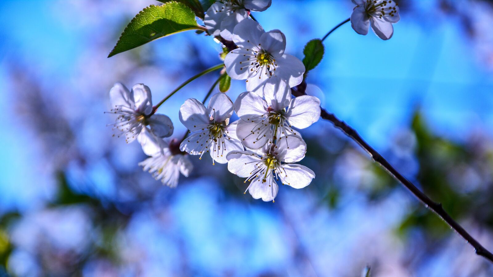 Nikon D7100 sample photo. Cherry blossom, fruit flower photography