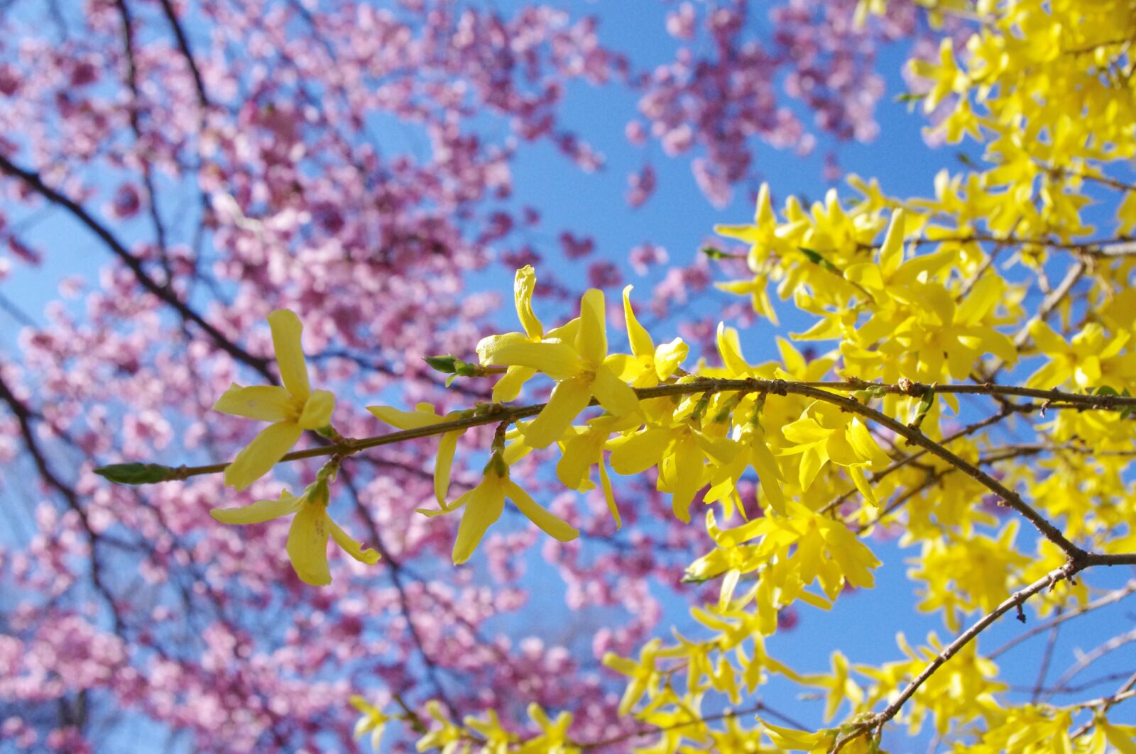 Pentax K-r sample photo. Sakura, forsythia, spring photography