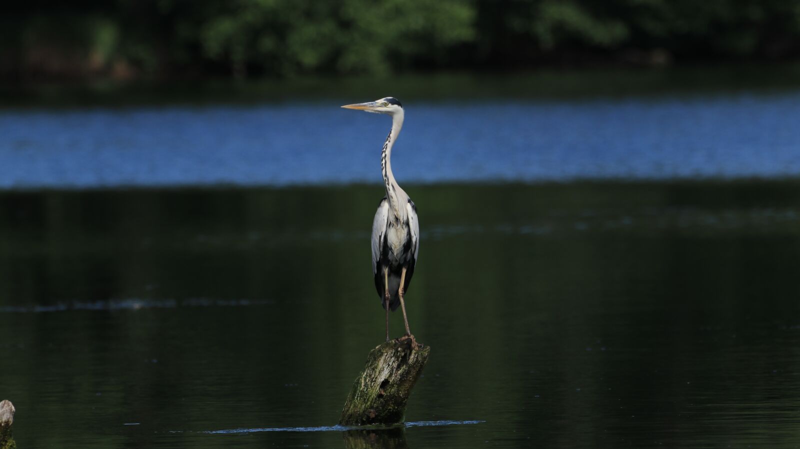 150-600mm F5-6.3 DG OS HSM | Contemporary 015 sample photo. Heron, lake, water photography