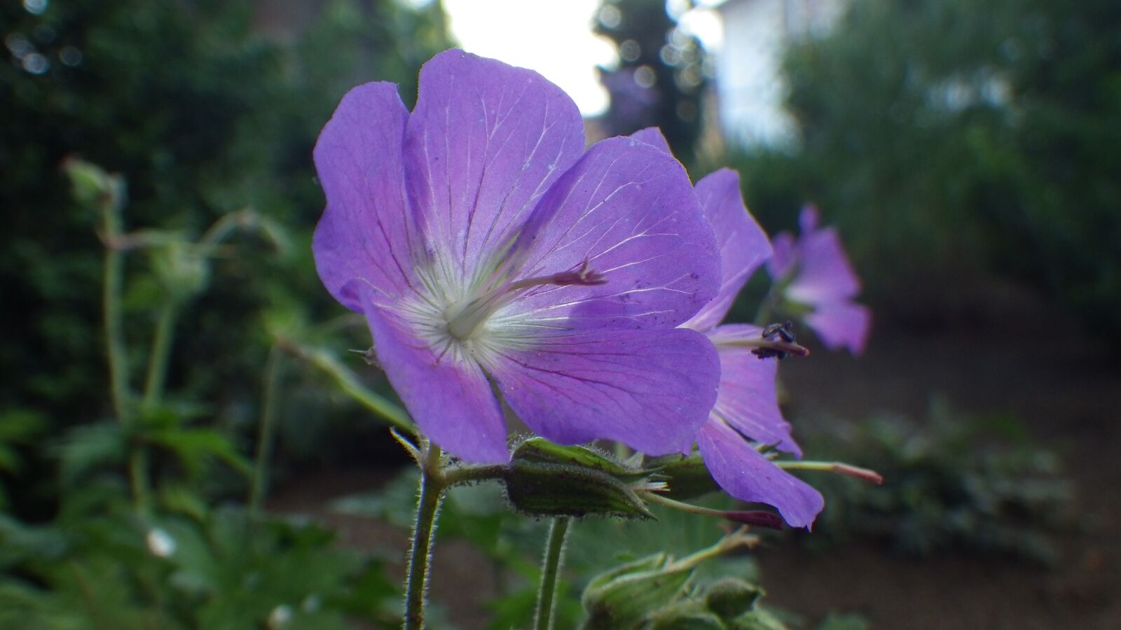 Pentax Optio WG-2 sample photo. Nature, flower, plant photography