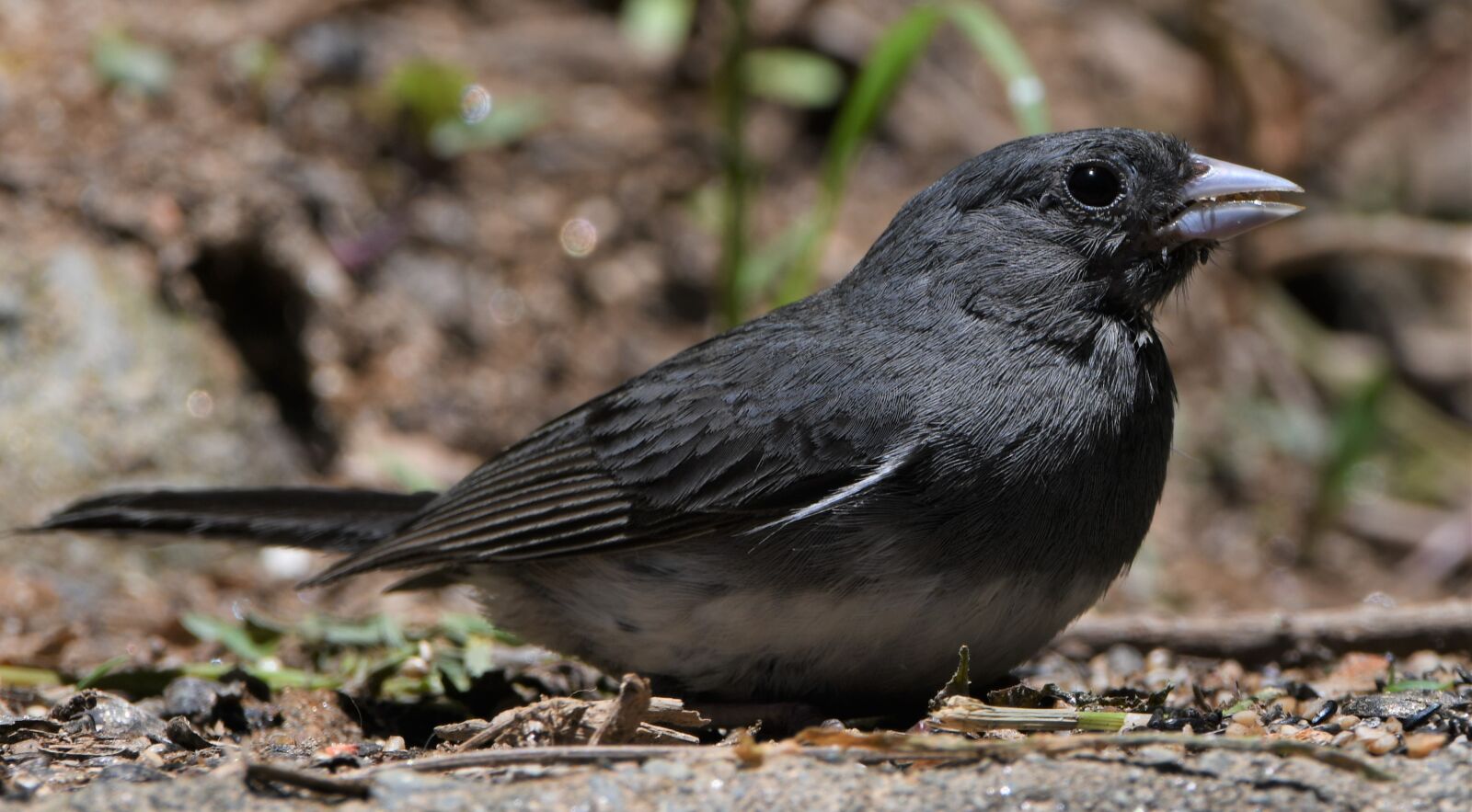 Nikon D850 sample photo. Bird, gray bird, plumage photography