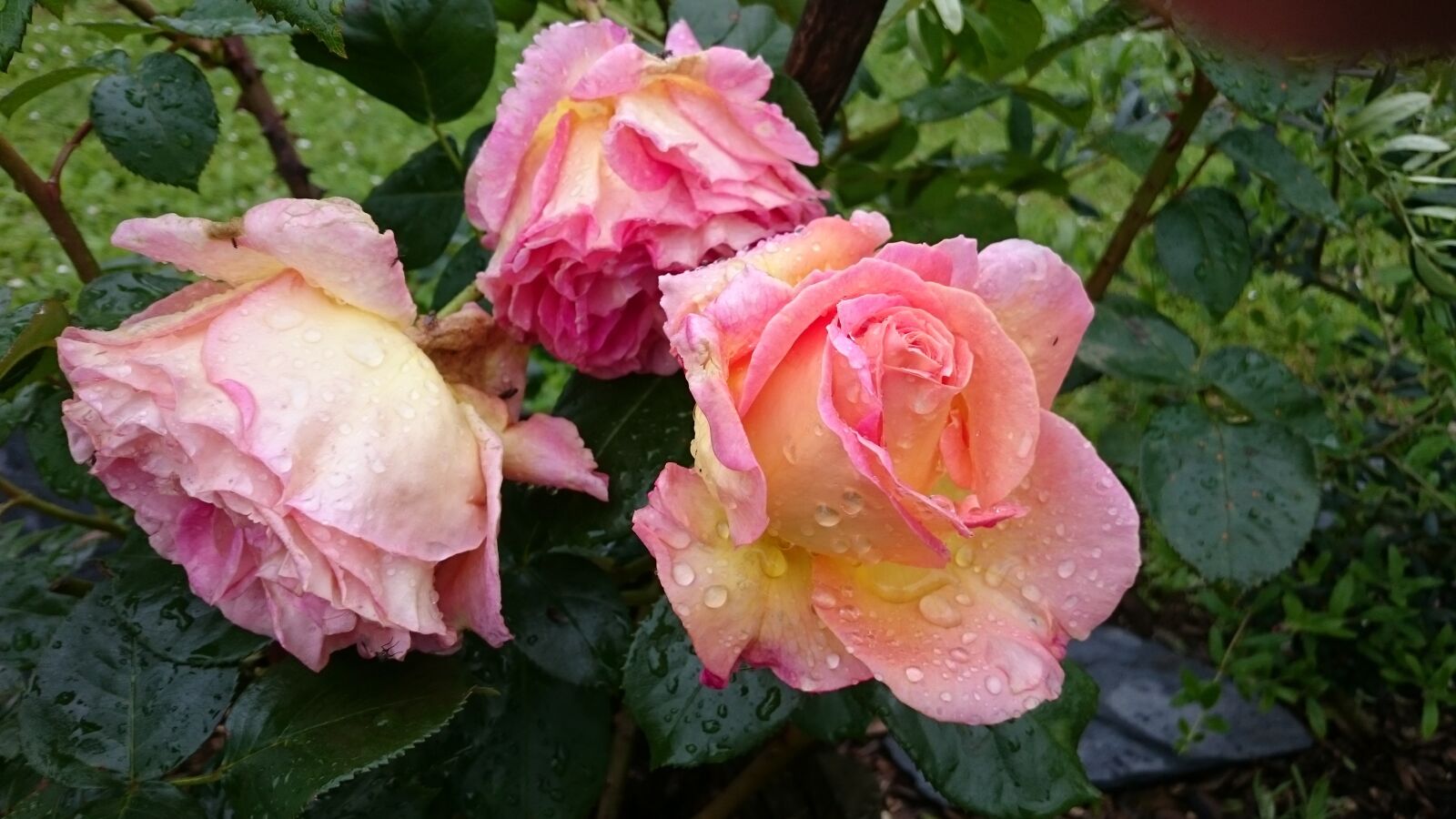 Sony Xperia Z3 sample photo. Flower, plant, leaf photography