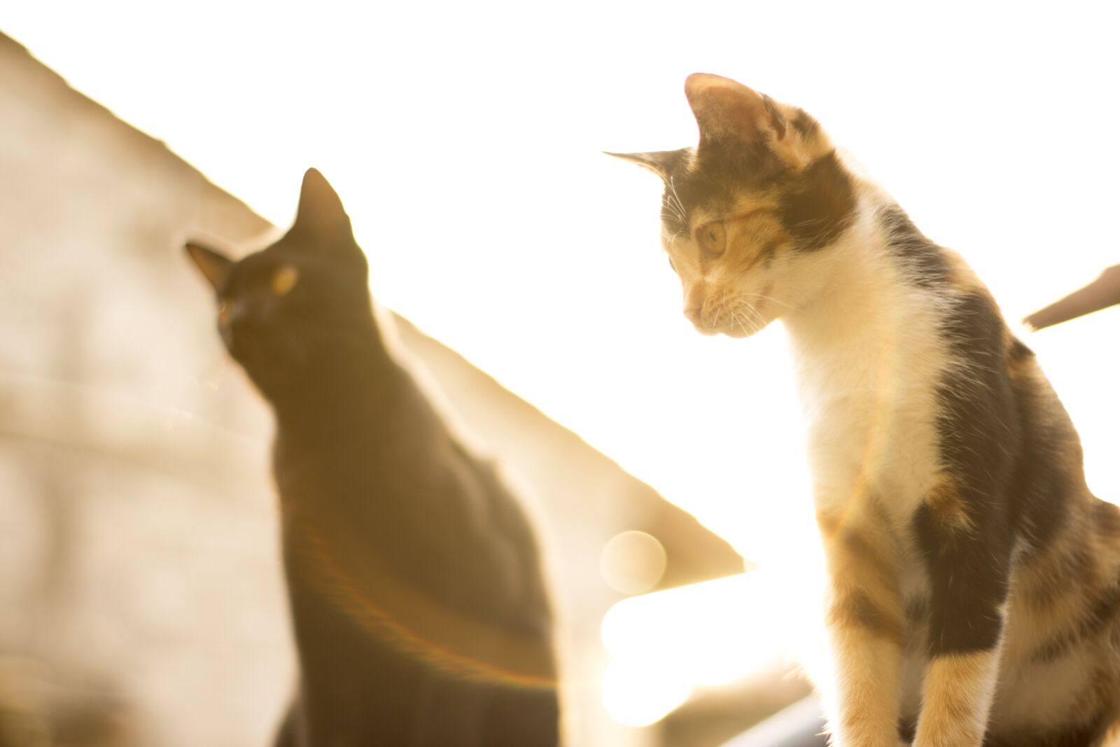 YN50mm f/1.8 II sample photo. Animal, cat, fur photography