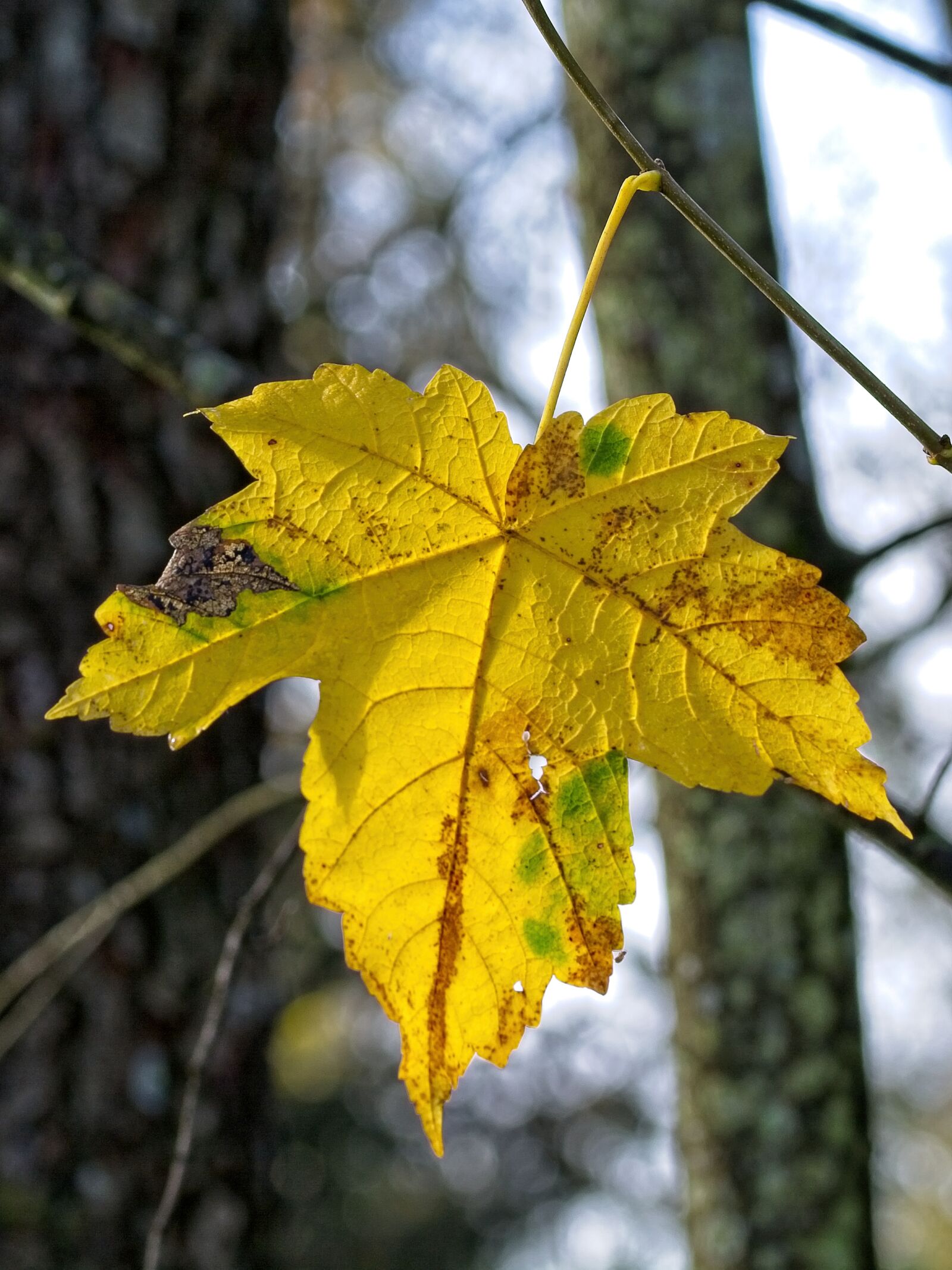 Sigma 105mm F2.8 EX DG OS HSM sample photo. Leaf, autumn, fall foliage photography