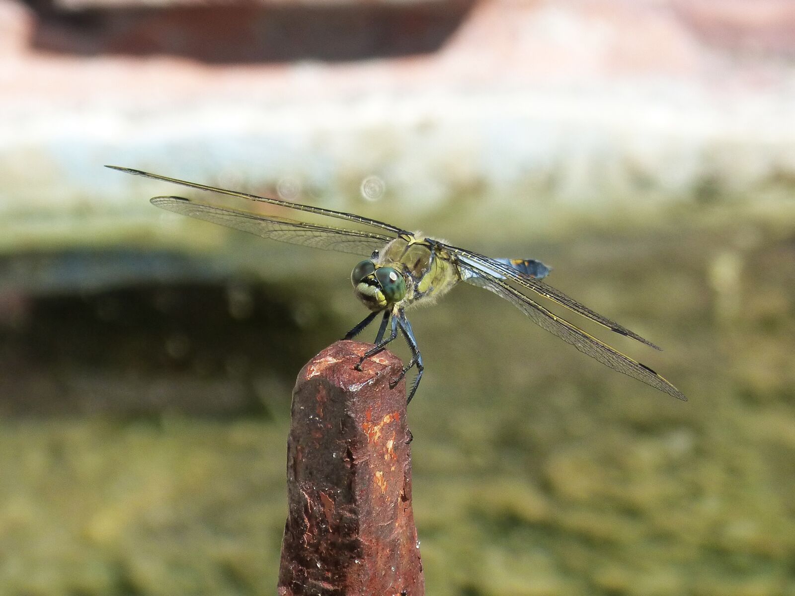 Panasonic DMC-FZ62 sample photo. Dragonfly, blue dragonfly, winged photography