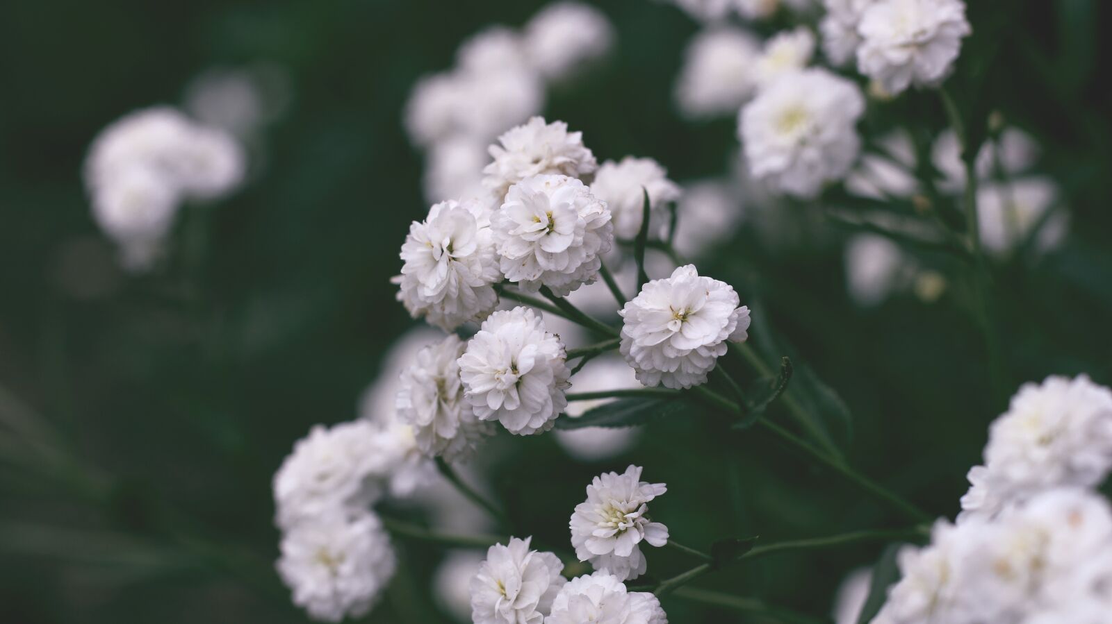 Canon EOS 700D (EOS Rebel T5i / EOS Kiss X7i) sample photo. Flower, nature, flora photography