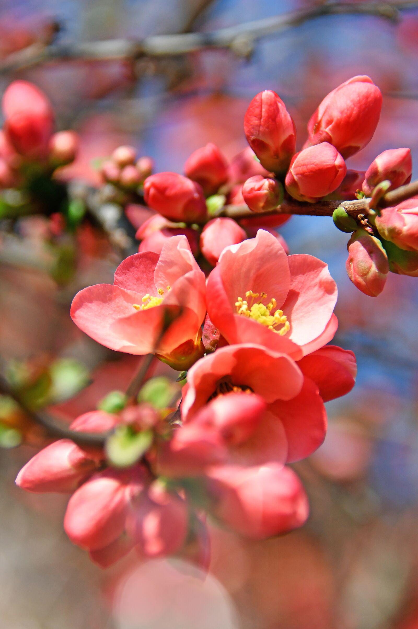 Nikon D3200 sample photo. Spring, bloom, pink flowers photography
