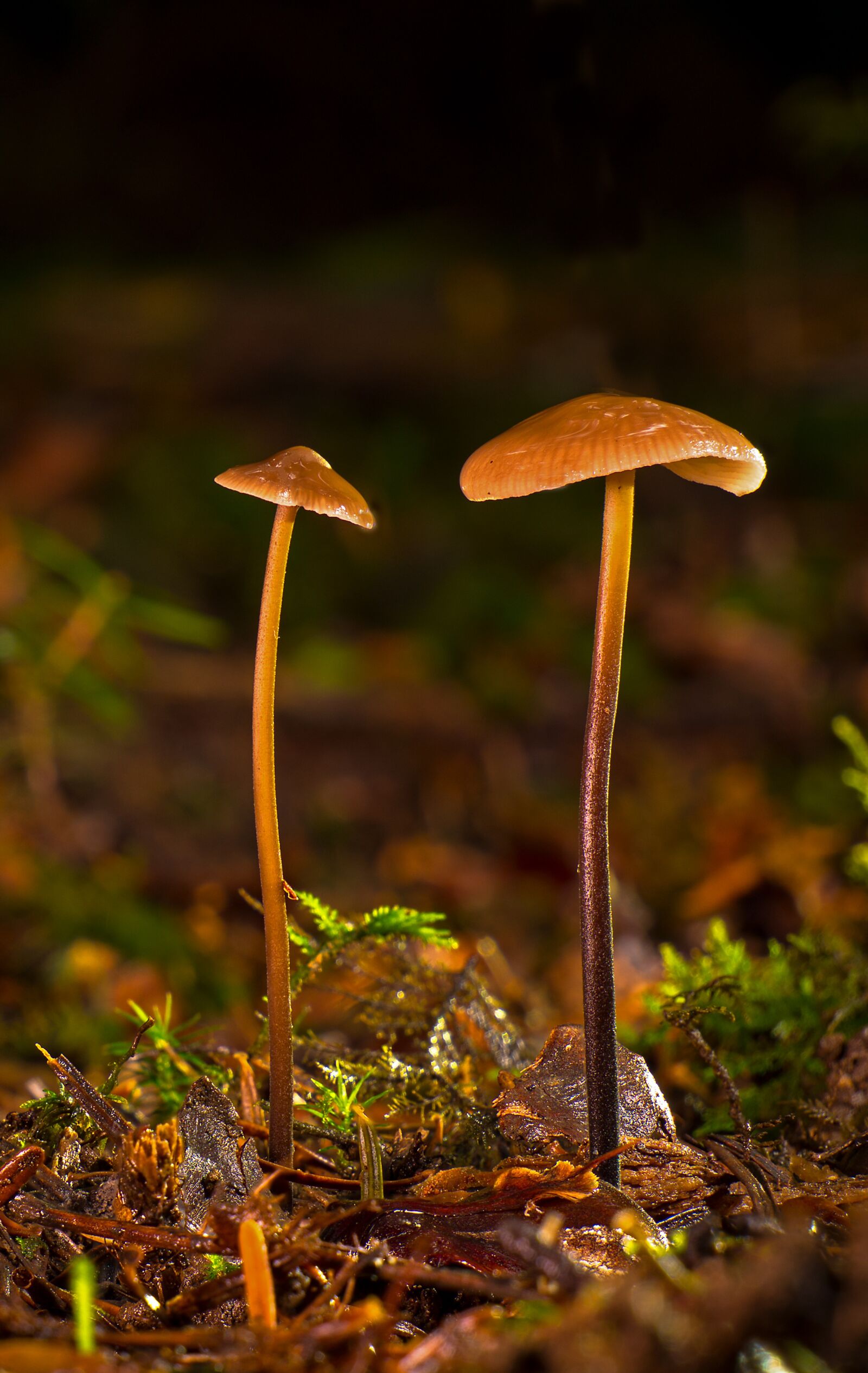 LUMIX G VARIO 12-60/F3.5-5.6 sample photo. Small mushroom, hamid, mushroom photography