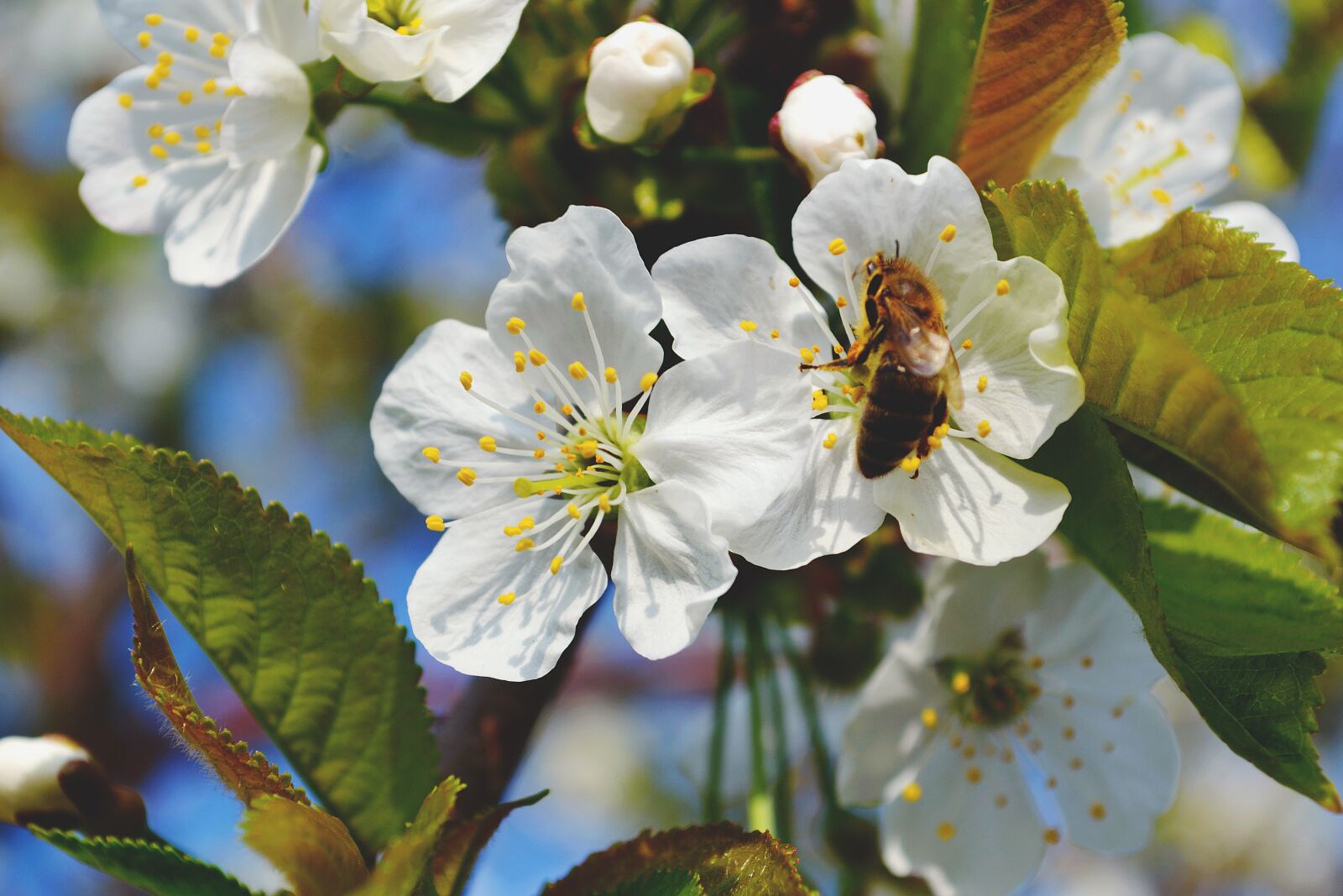 Nikon D3100 sample photo. Nature, bee, flower photography