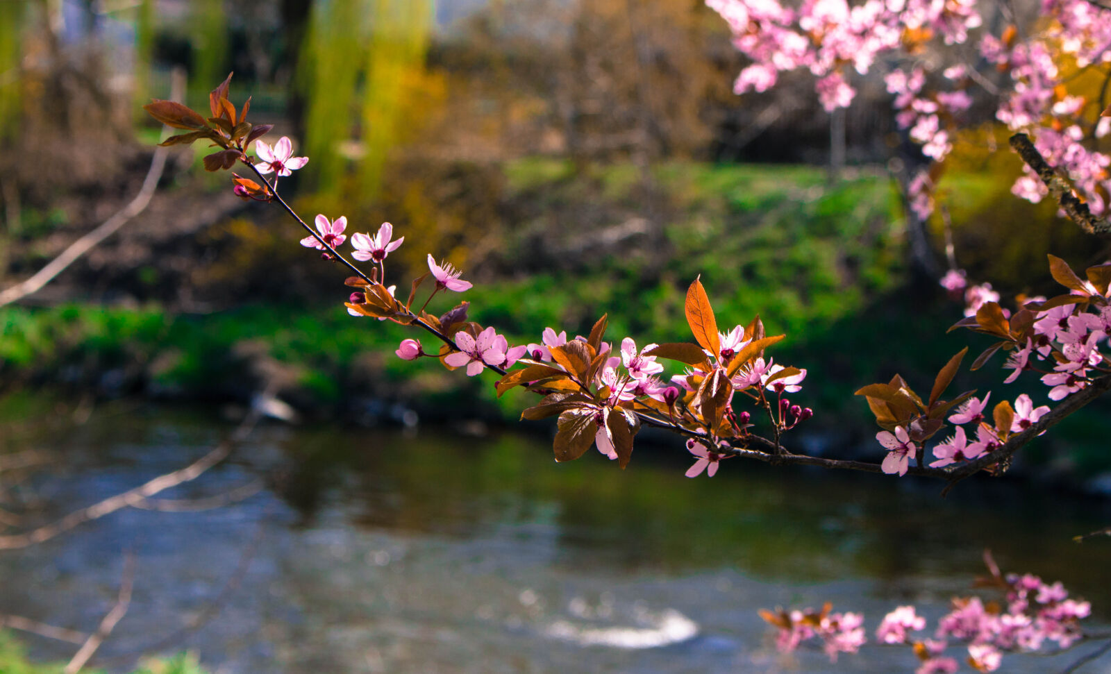 Canon EOS 700D (EOS Rebel T5i / EOS Kiss X7i) sample photo. Beautiful, cherry, blossom, cherry photography