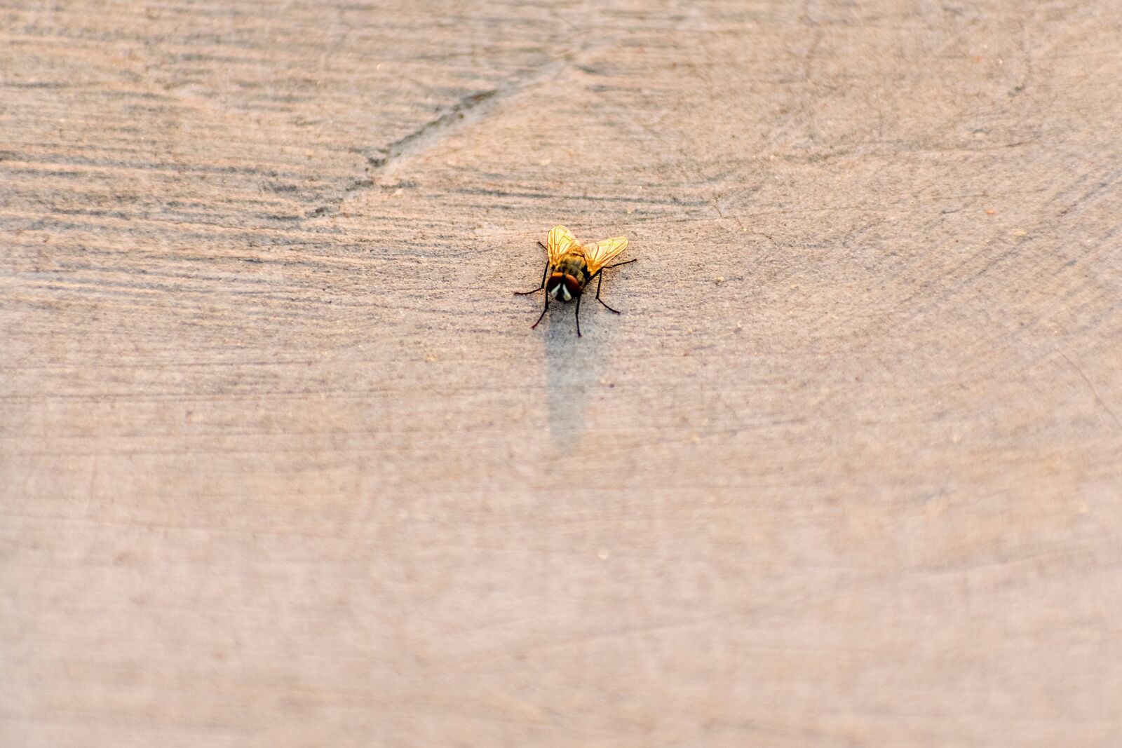 Nikon D3400 sample photo. House fly, bug, fly photography