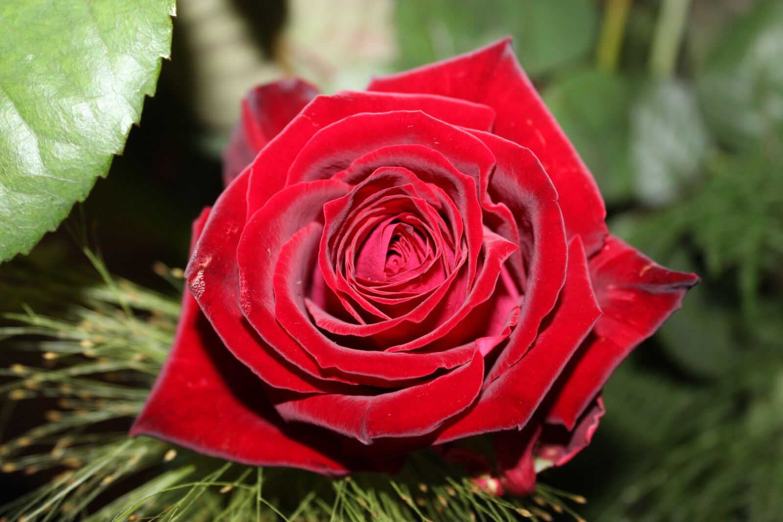Canon EOS 600D (Rebel EOS T3i / EOS Kiss X5) sample photo. Rosebush, flower, nature photography