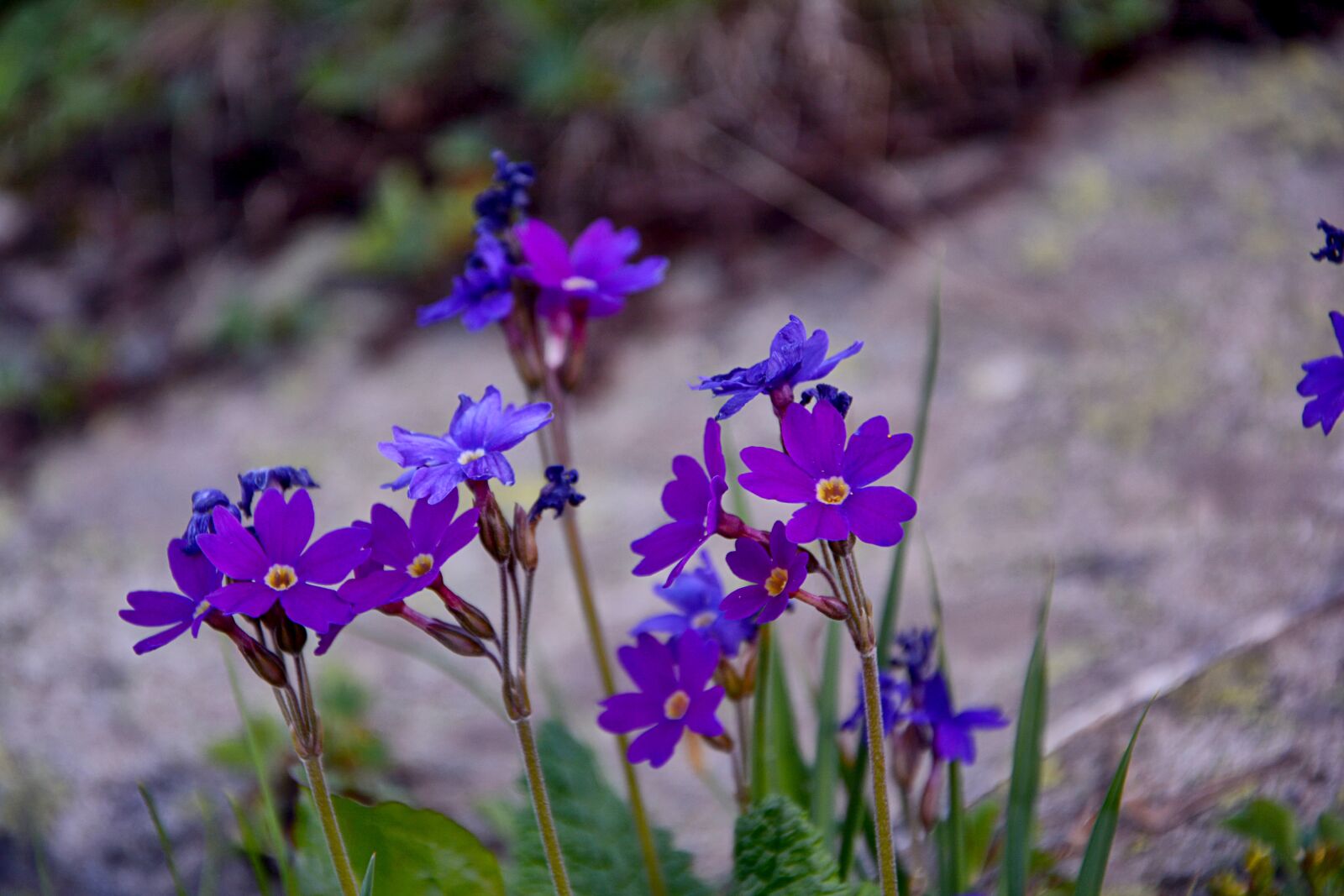 Nikon D7100 sample photo. Flower, nature, macro photography