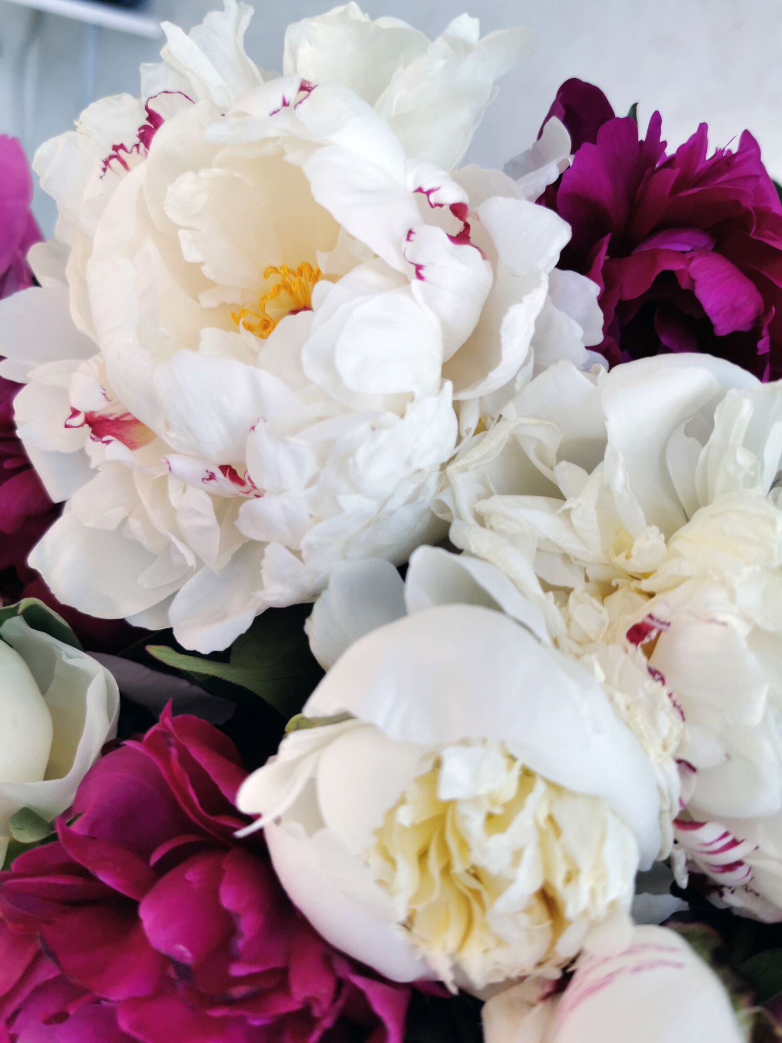 HUAWEI P30 Pro sample photo. Peonies, flowers, beautiful photography