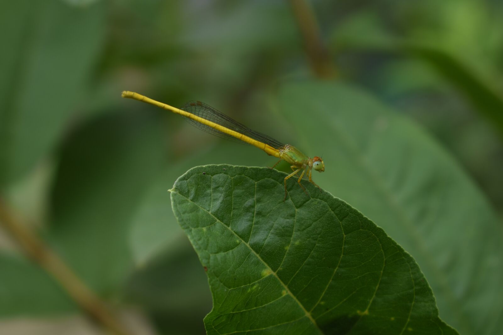 Nikon D5600 sample photo. Natural, butterfly, outdoor photography
