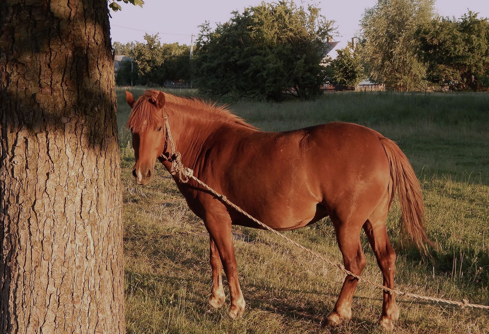 Nikon Coolpix L820 sample photo. Horse, animals, stallion photography