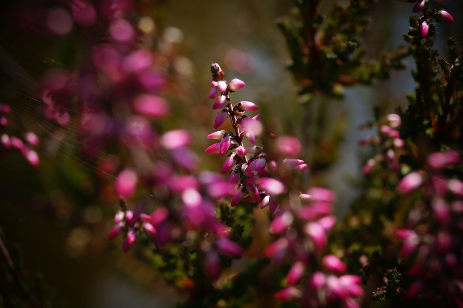 Sony DT 18-55mm F3.5-5.6 SAM II sample photo. Heide, erika, plant photography