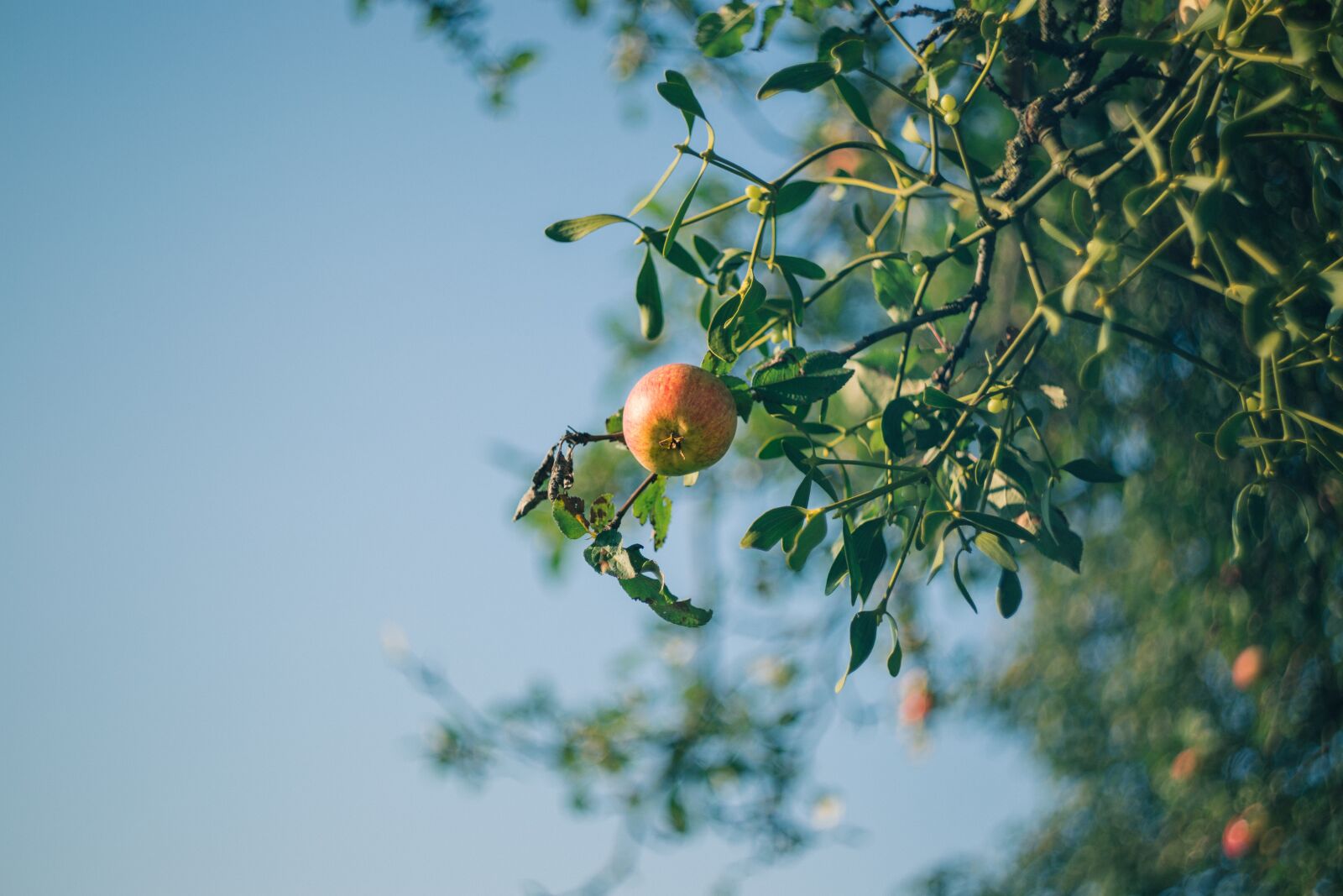 Canon EOS 6D sample photo. Nature, agriculture, apple photography
