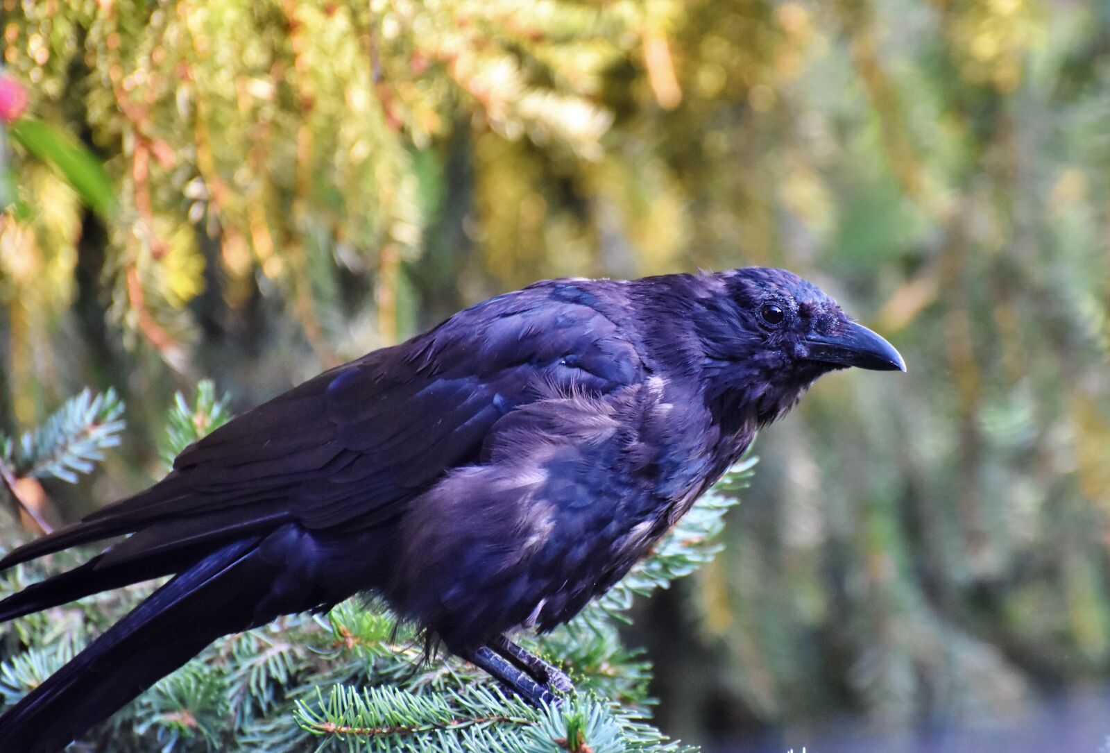 Nikon D7200 sample photo. Raven, crow, raven bird photography