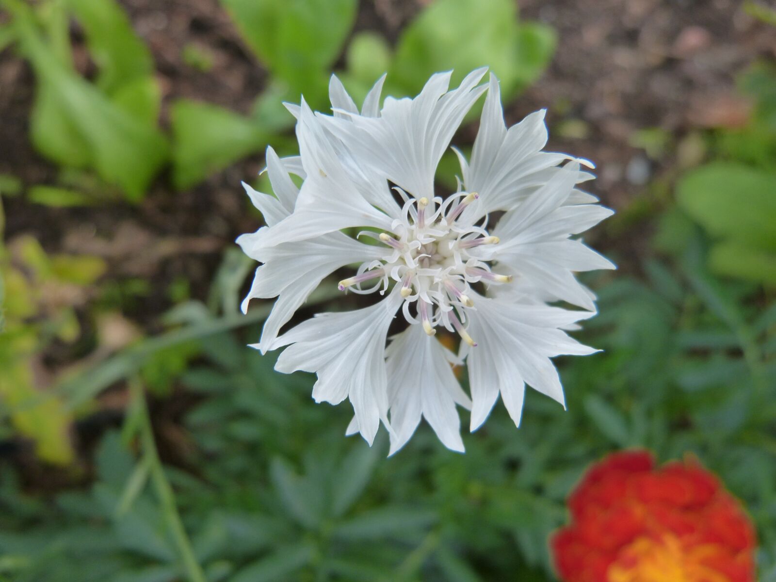 Panasonic Lumix DMC-FZ150 sample photo. Flower, blossom, bloom photography