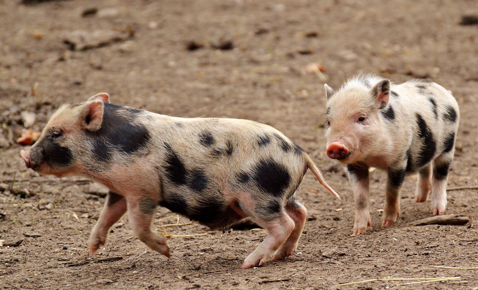 Nikon D3200 sample photo. Piglet, small pigs, mini photography