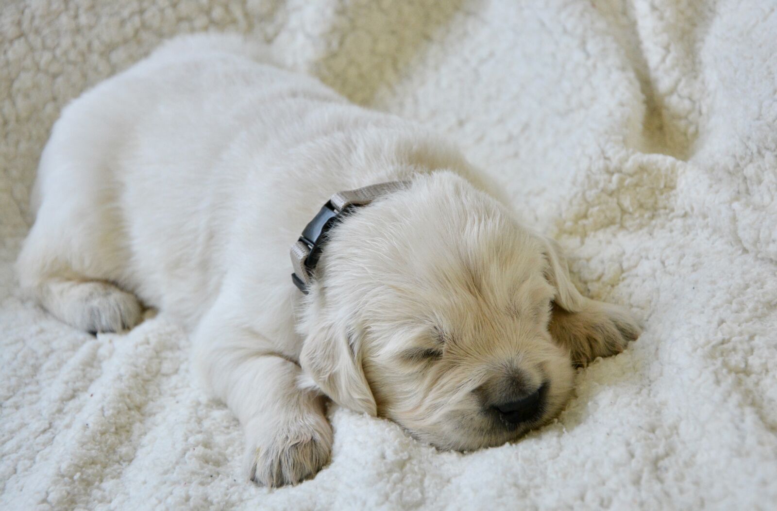 Nikon D5200 sample photo. Golden retriever puppy, pup photography