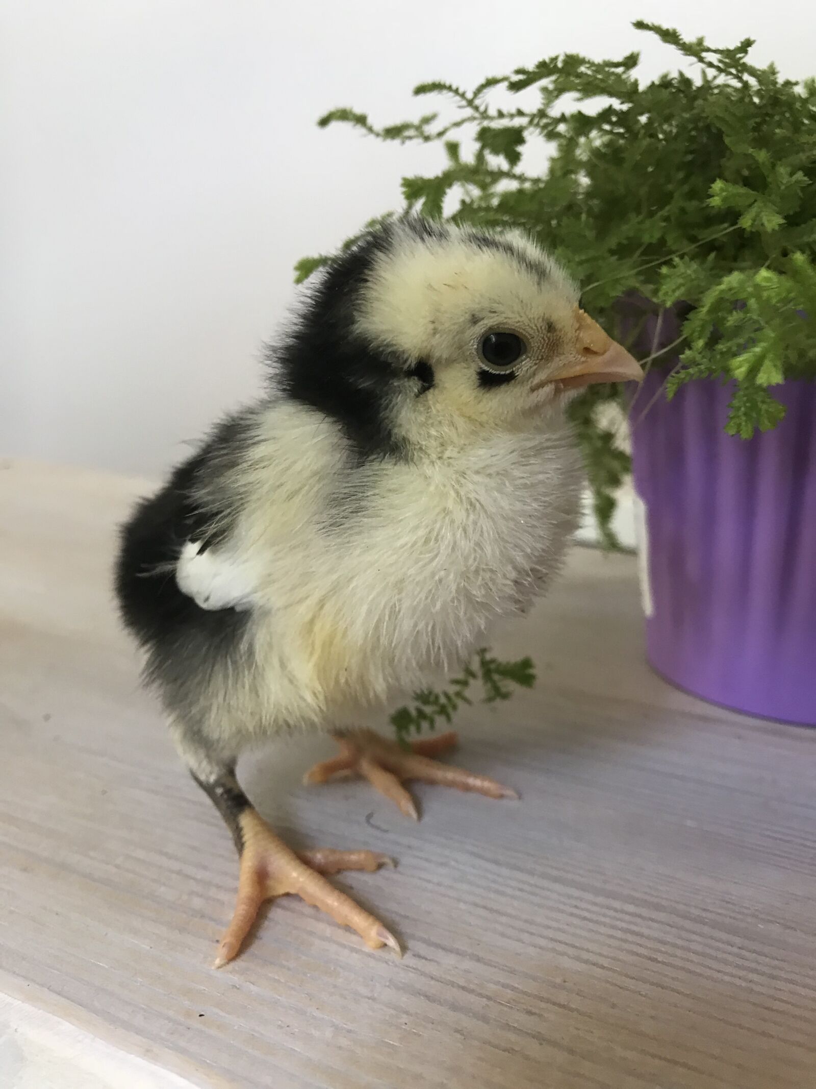 Apple iPhone 7 sample photo. Chick, chicken, baby photography