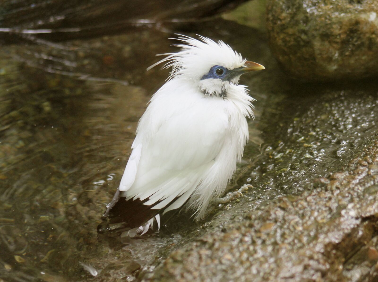 Canon EF 75-300mm f/4-5.6 sample photo. Bali starling, bird, animal photography
