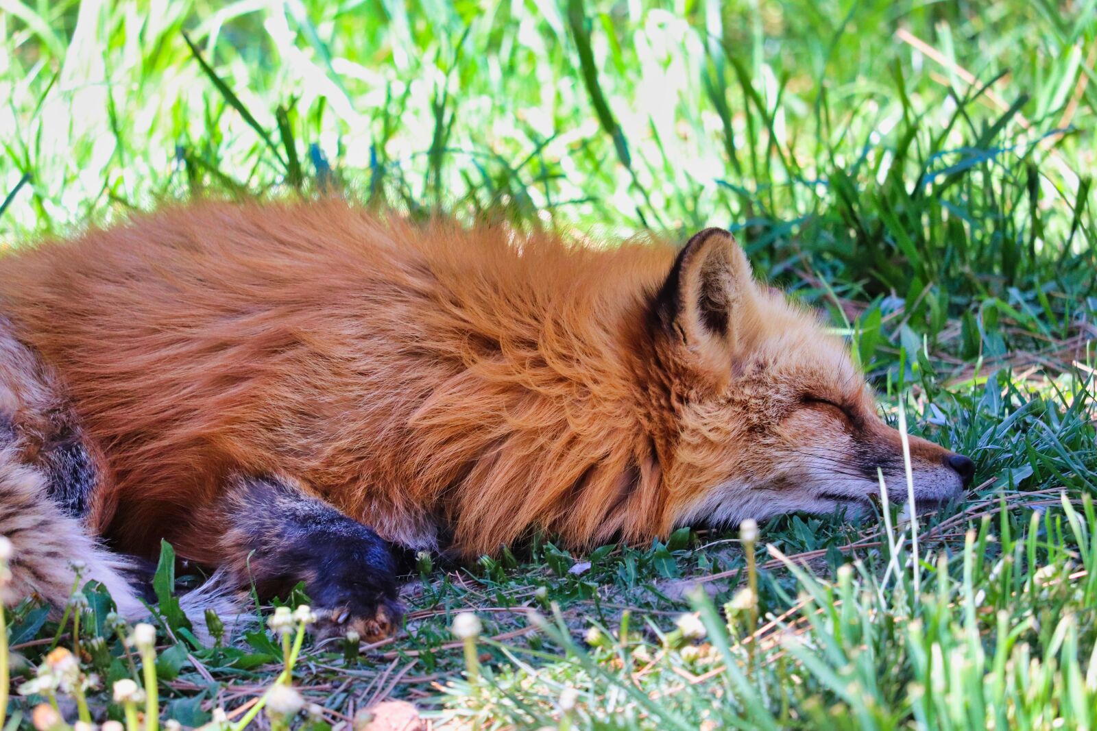 Canon EOS 200D (EOS Rebel SL2 / EOS Kiss X9) sample photo. Fox, wild, wildlife photography