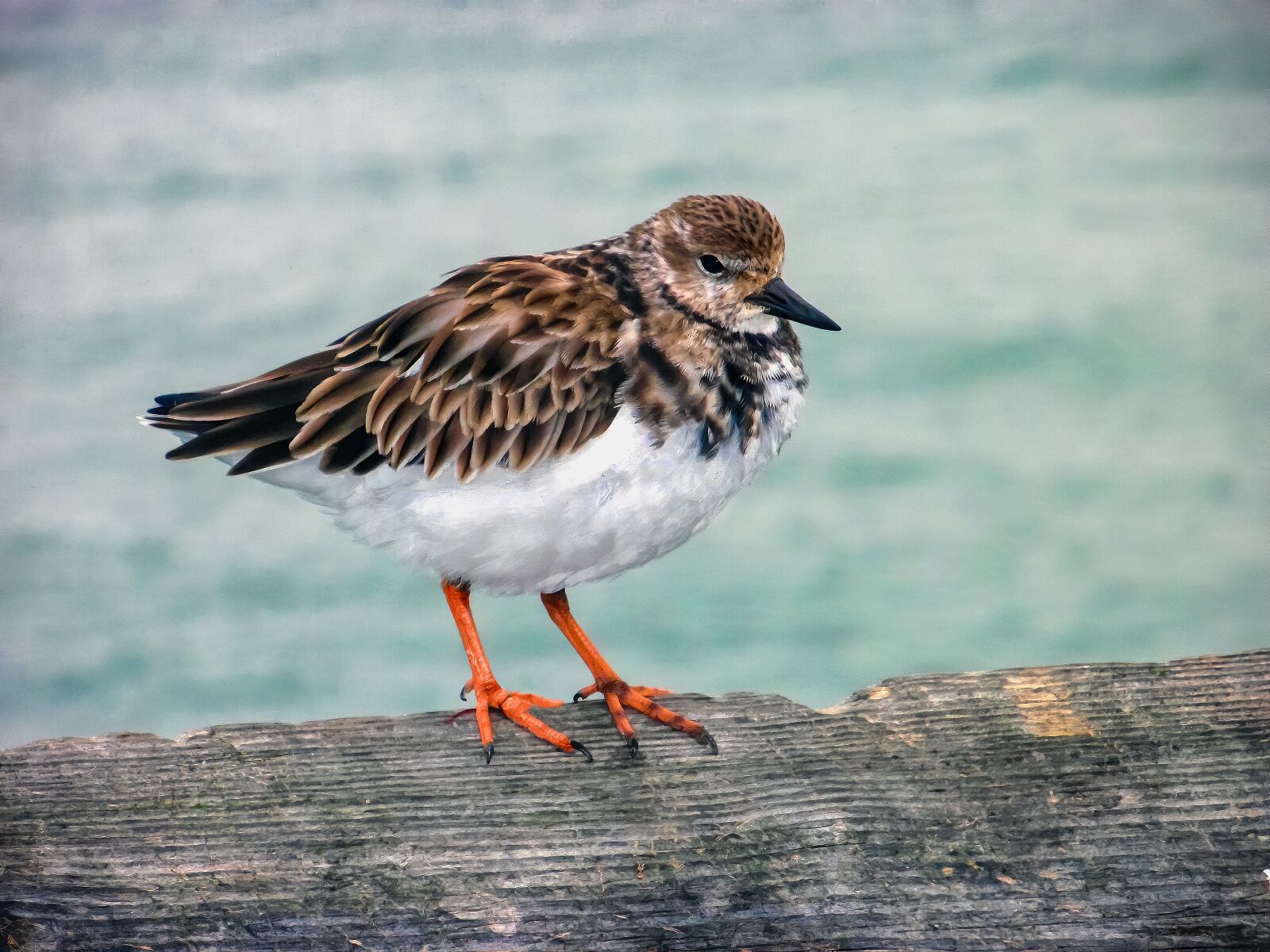 Olympus u9000,S9000 sample photo. Bird, wildlife, perched photography