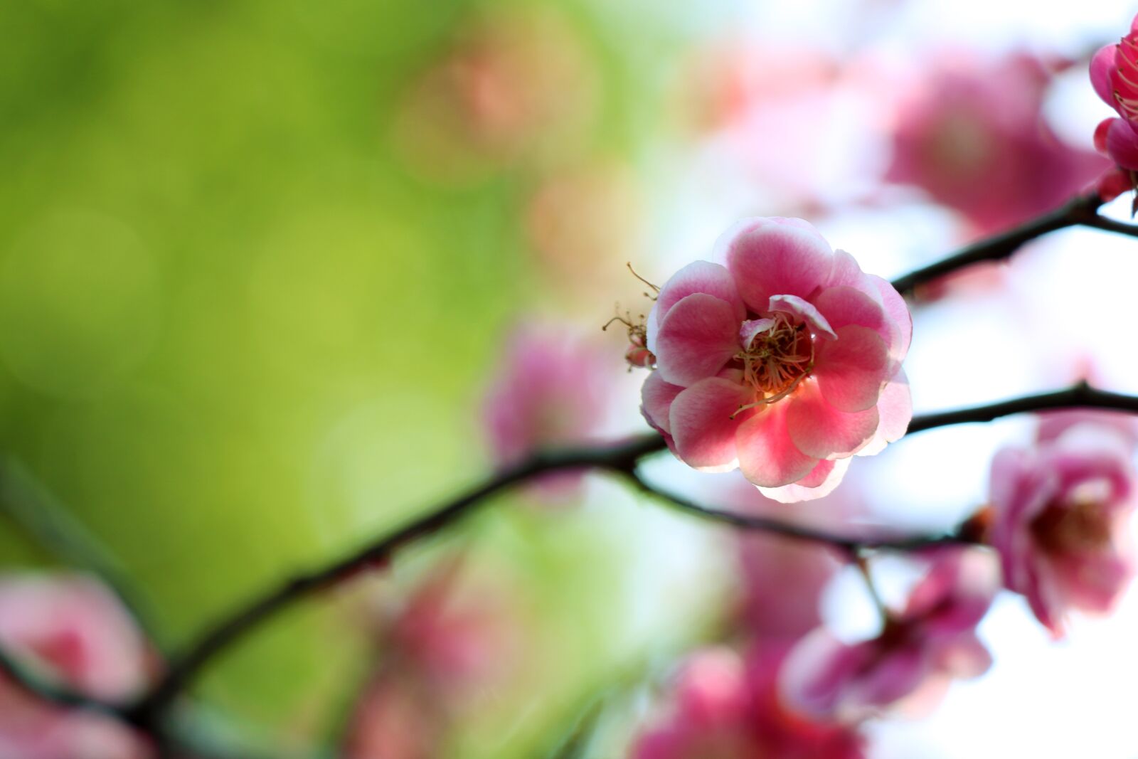 Canon EOS 77D (EOS 9000D / EOS 770D) sample photo. Flower, nature, plant photography