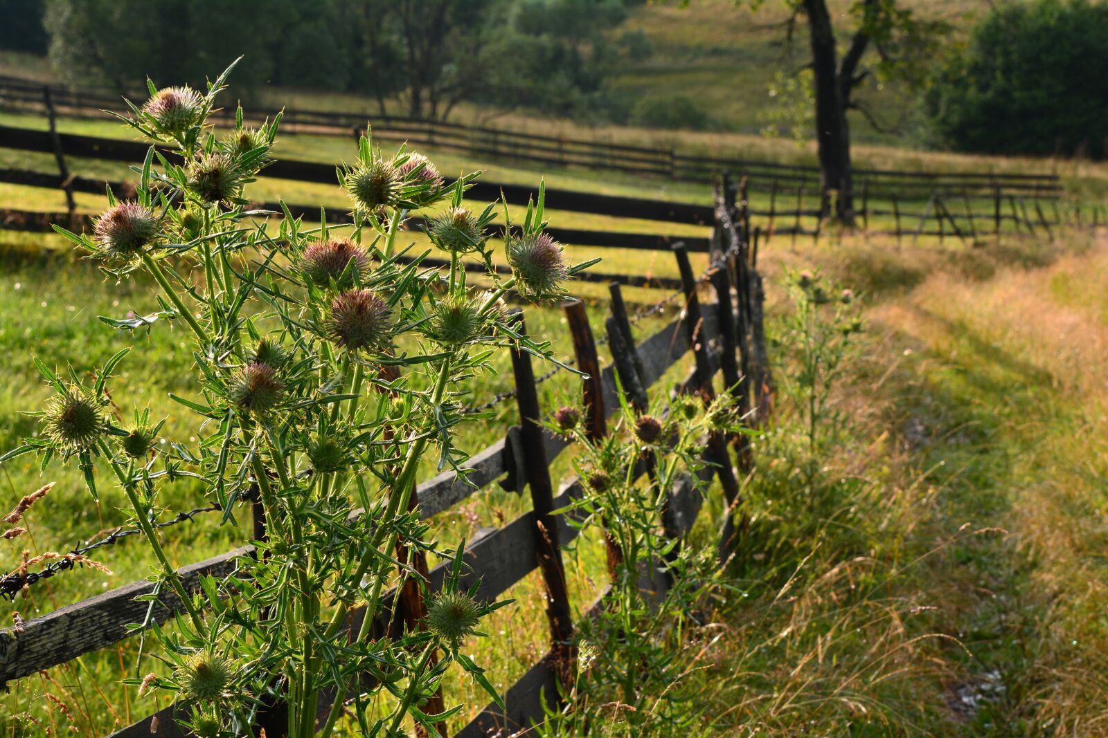 Nikon D5200 sample photo. Countryside, fence, flower photography