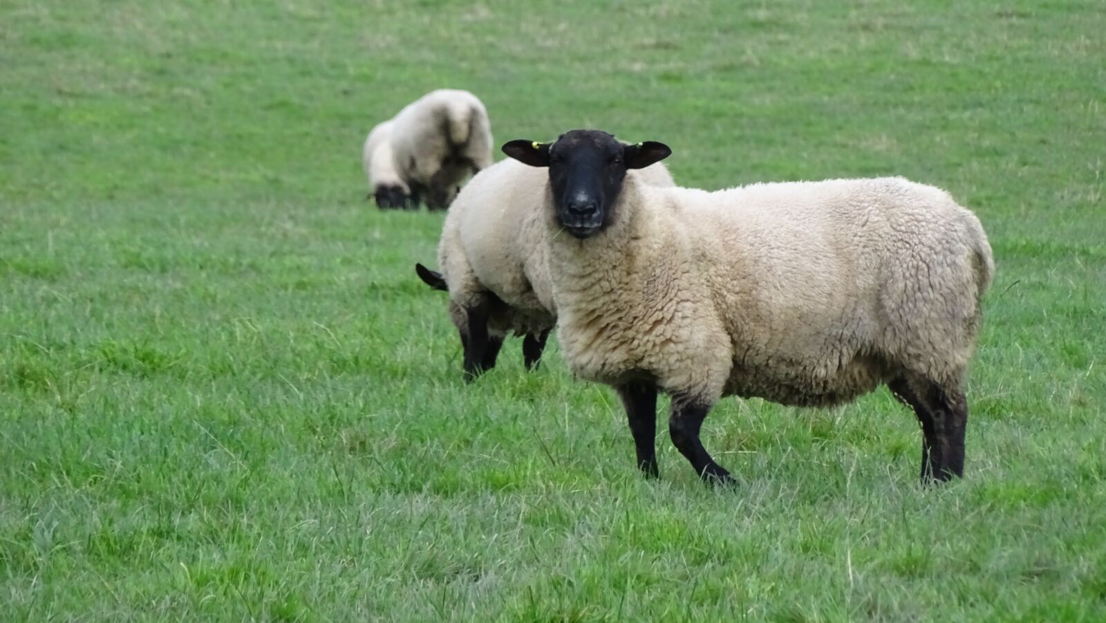 Sony Cyber-shot DSC-HX400V sample photo. Sheep, grass, field photography