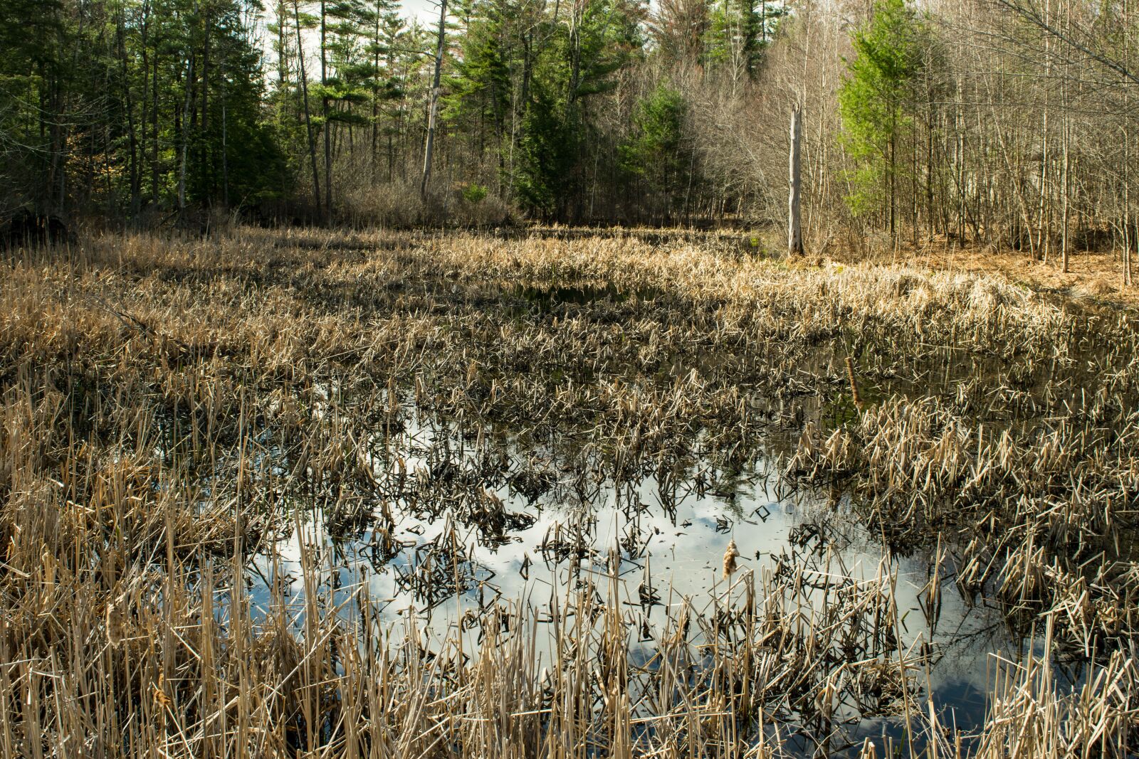 Nikon D3300 sample photo. Nature, outdoors, landscape photography