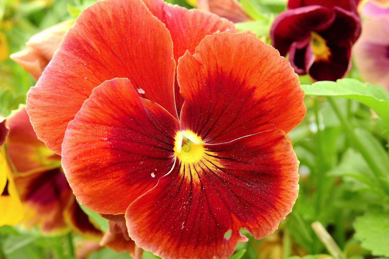 Nikon Coolpix P900 sample photo. Pansies, colorful, garden photography