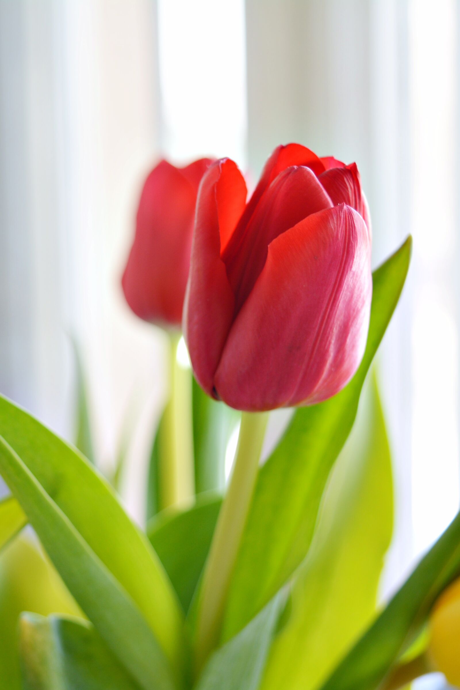 Nikon D5200 sample photo. Tulip, nature, plant photography
