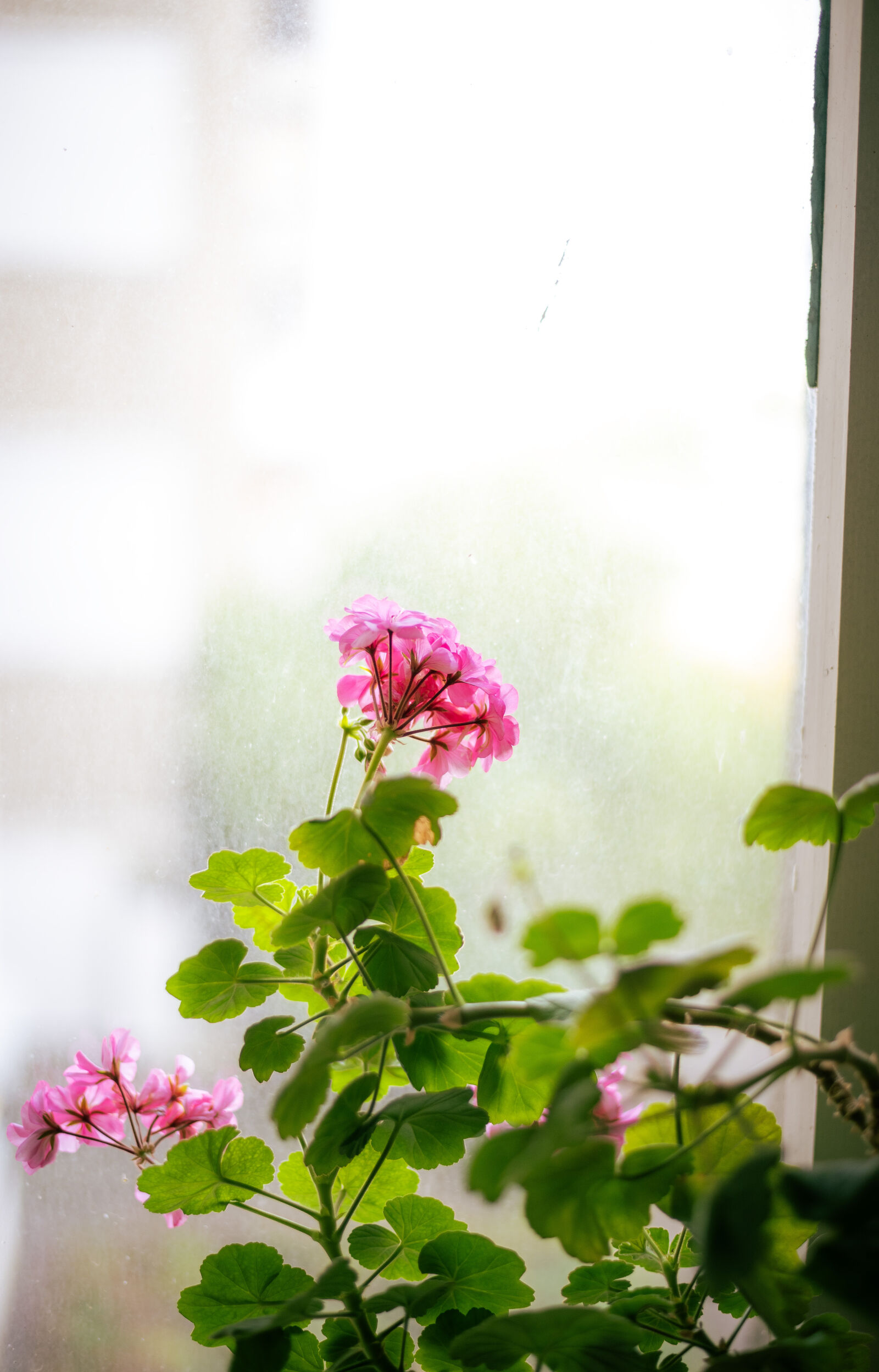 Nikon D750 + Nikon AF-S Nikkor 50mm F1.8G sample photo