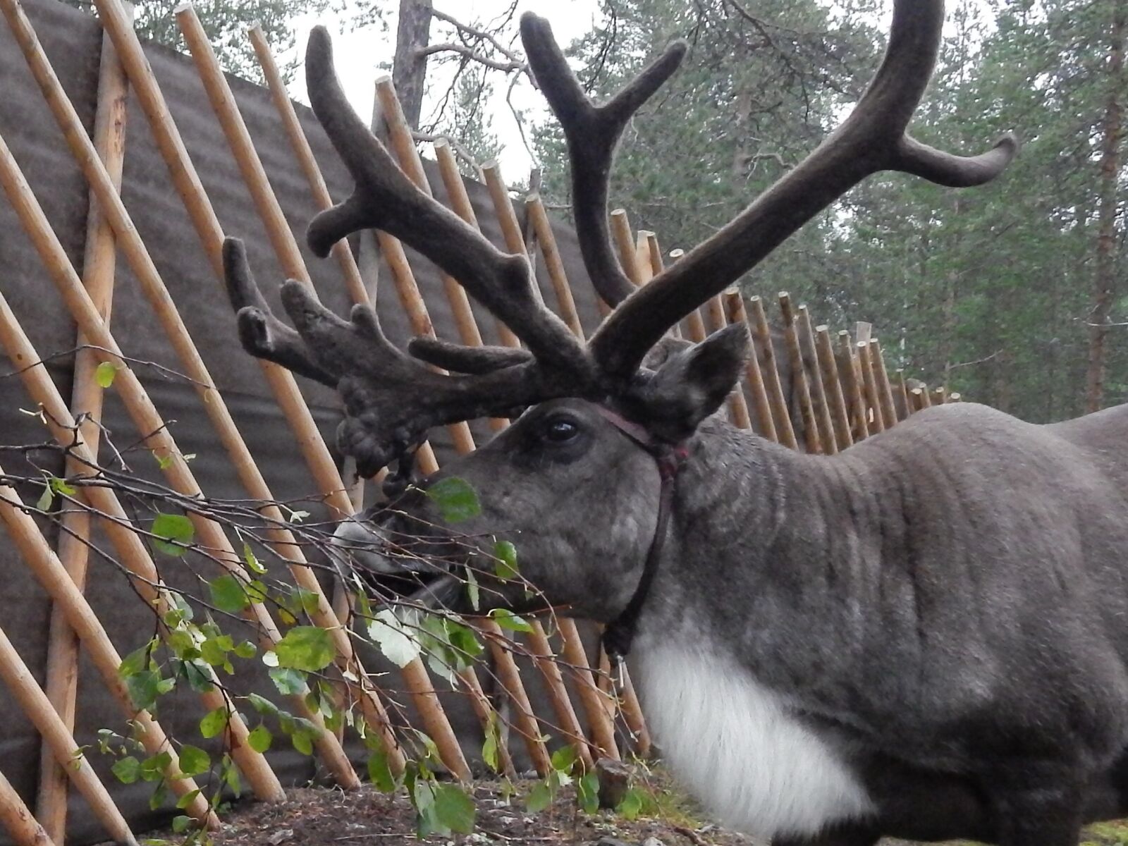 Nikon Coolpix L820 sample photo. Deer, noble, north photography