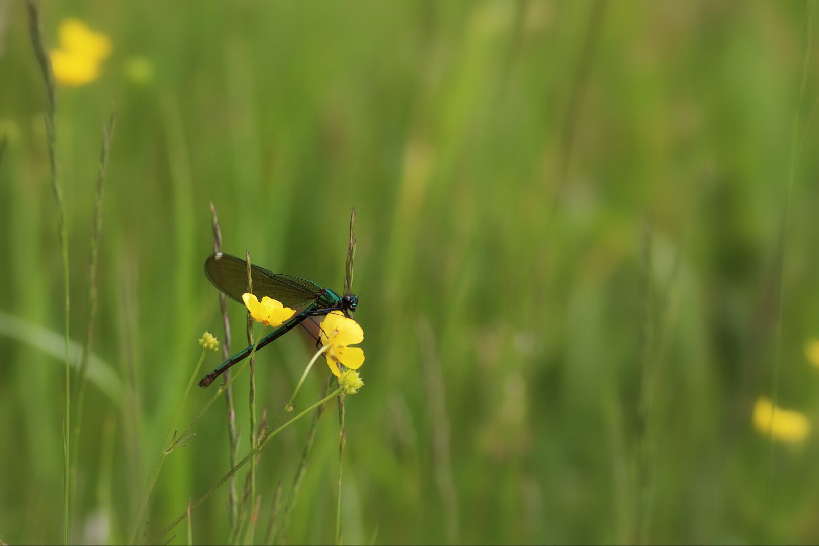Tamron SP 90mm F2.8 Di VC USD 1:1 Macro sample photo. Banded demoiselle, males, dragonfly photography