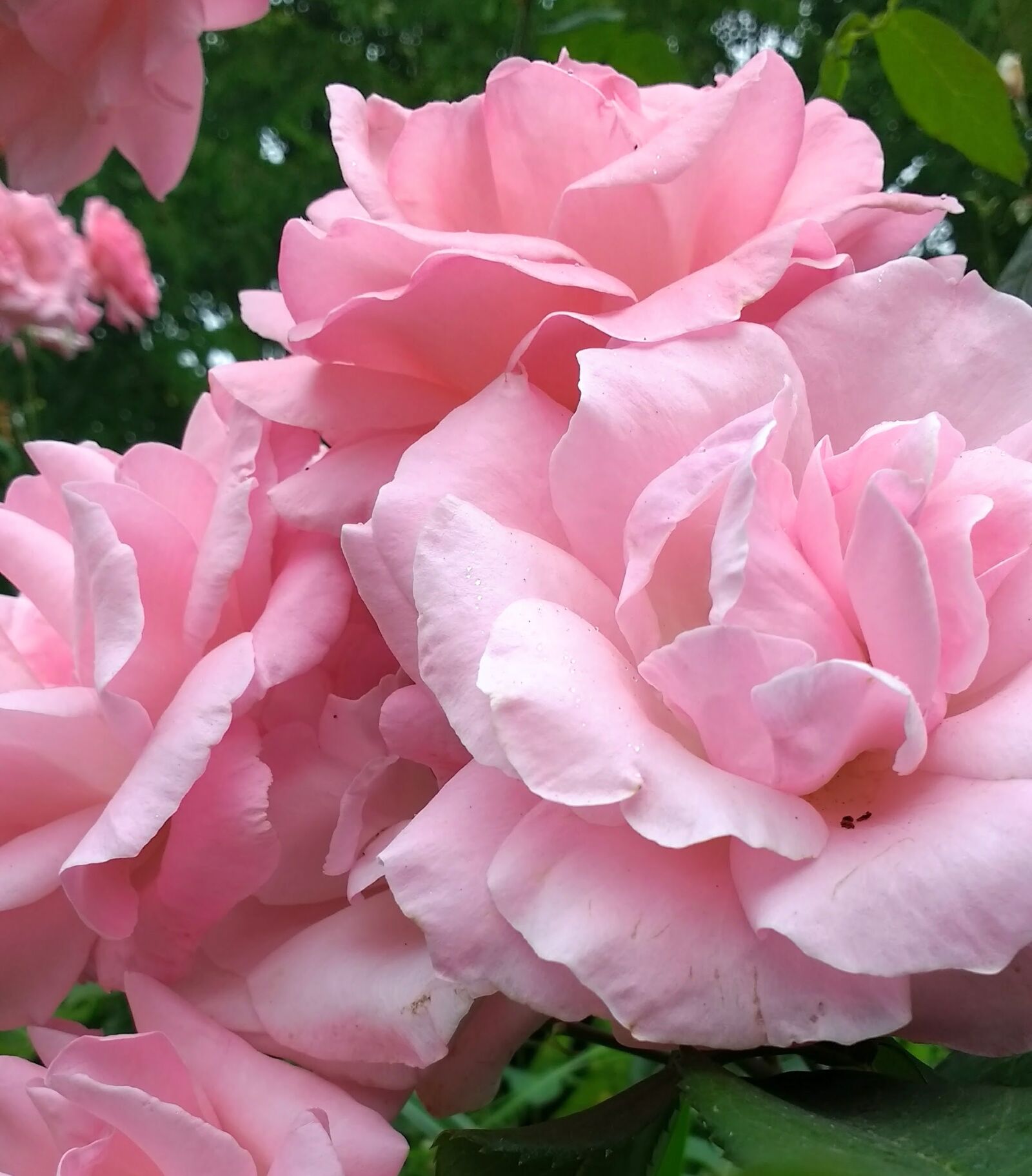 Motorola Moto G (4) sample photo. Rose, roses, pink photography