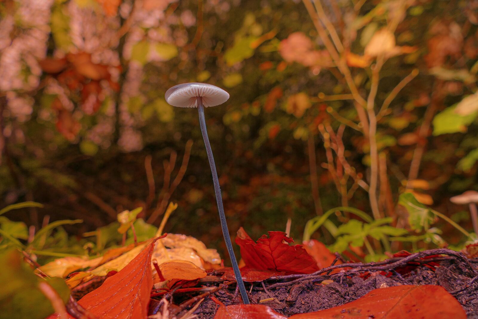 Panasonic Lumix DMC-FZ1000 sample photo. Mushroom, autumn, nature photography