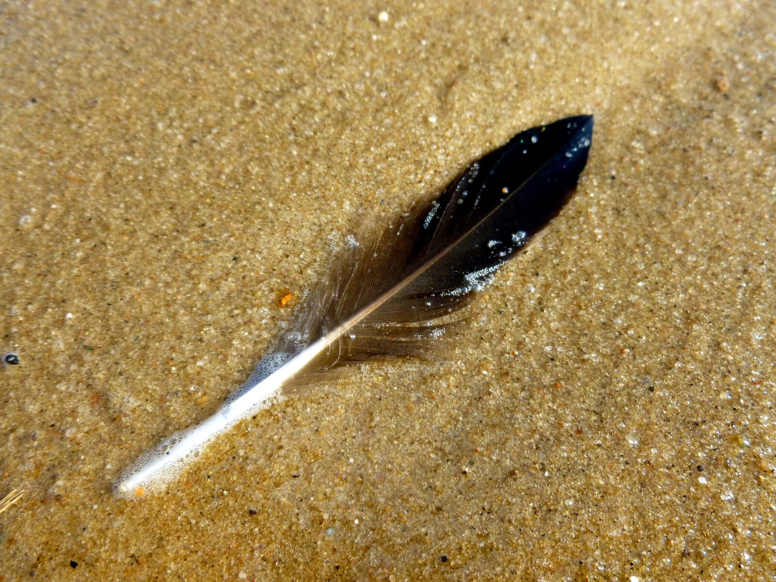 Panasonic DMC-FS37 sample photo. Feather, bird feather, sand photography