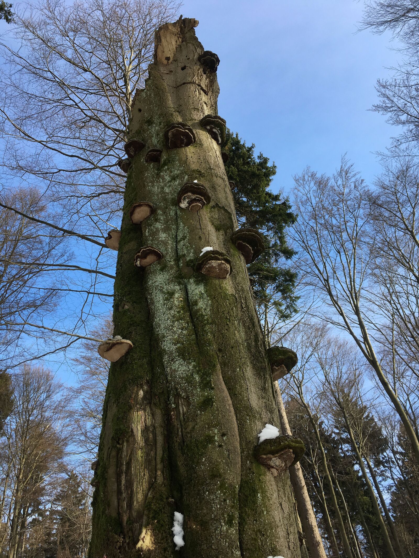 iPhone SE back camera 4.15mm f/2.2 sample photo. Tree, tree fungus, baumschwamm photography