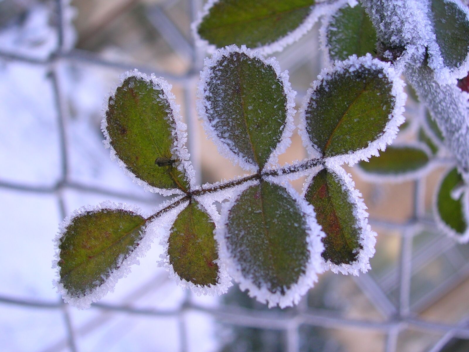 Nikon E3700 sample photo. Leann, frost, winter photography