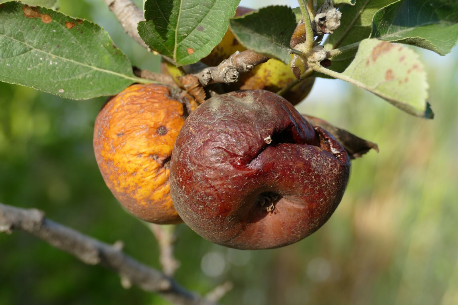 Panasonic Lumix DMC-FZ1000 sample photo. Apple, fruit, flora photography