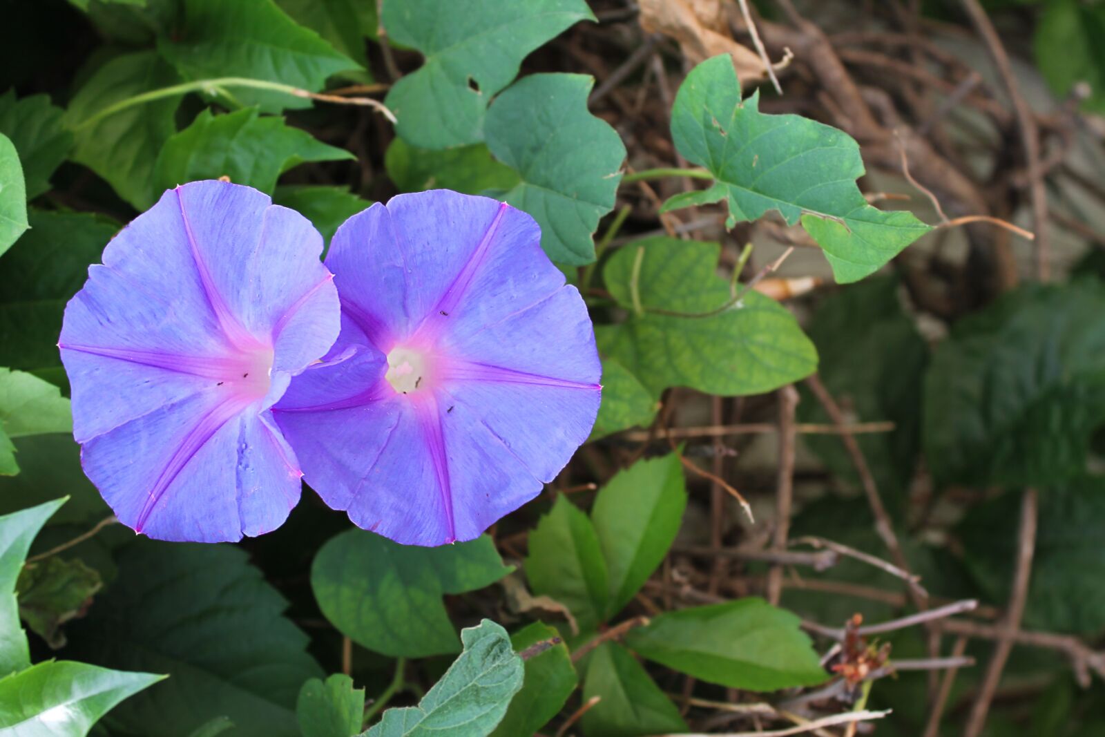 Canon EOS 1100D (EOS Rebel T3 / EOS Kiss X50) sample photo. Morning glory, ipomoea, bindweed photography