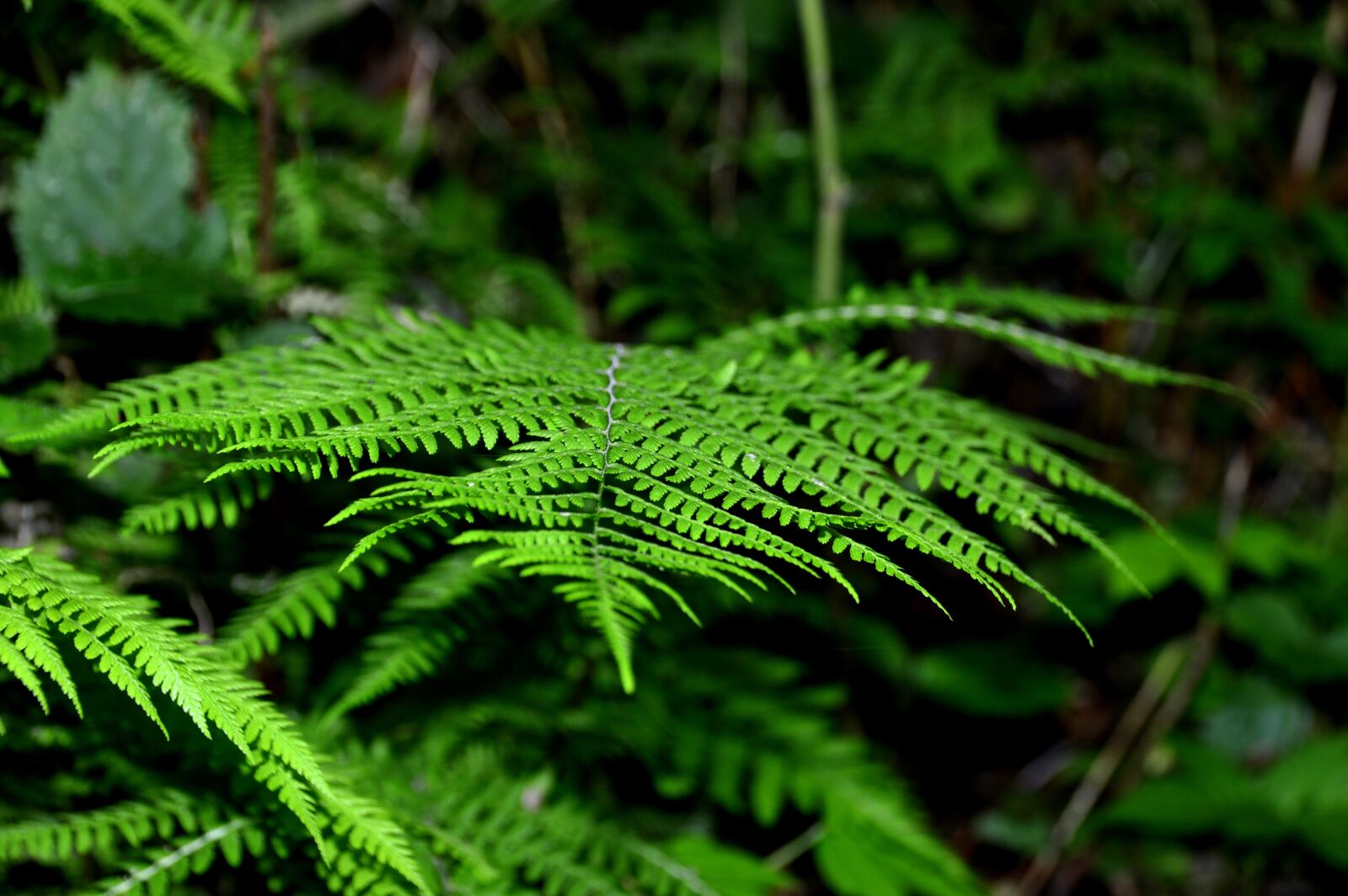 Nikon D3200 sample photo. Fern, leaves, plant photography