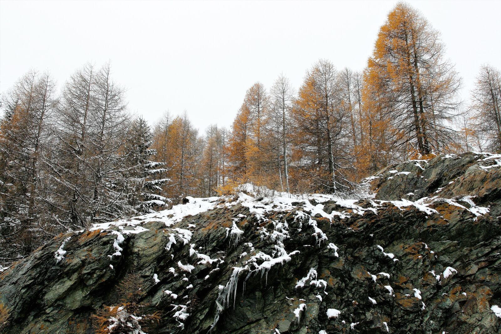 Canon EOS 400D (EOS Digital Rebel XTi / EOS Kiss Digital X) sample photo. Forest, larch, rocks photography