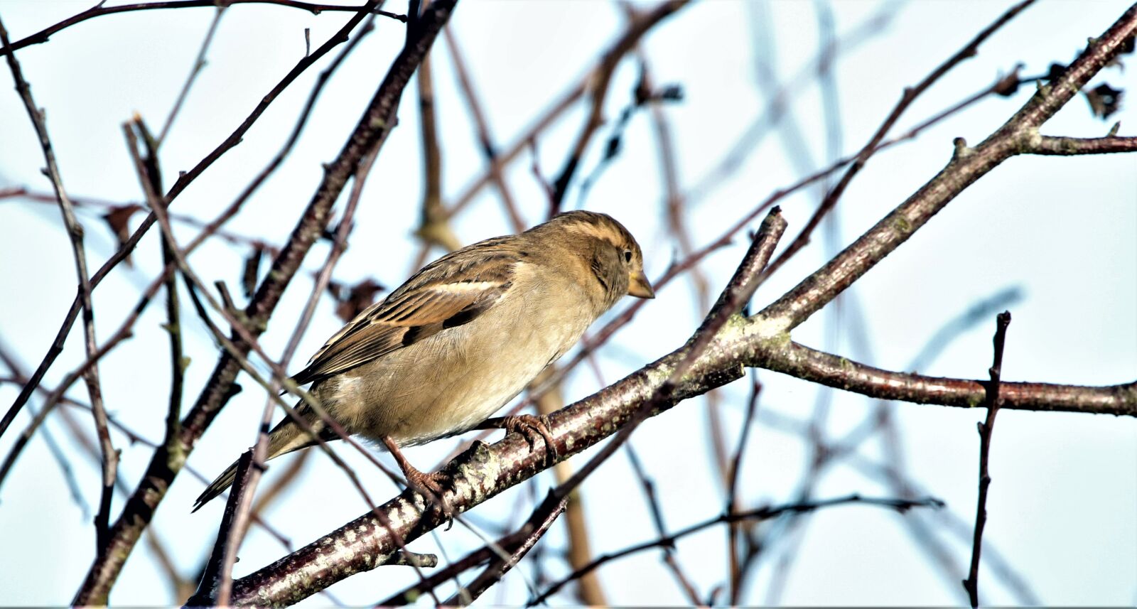 Canon EOS 7D Mark II + 150-600mm F5-6.3 DG OS HSM | Contemporary 015 sample photo. Bird, sparrow, plumage photography